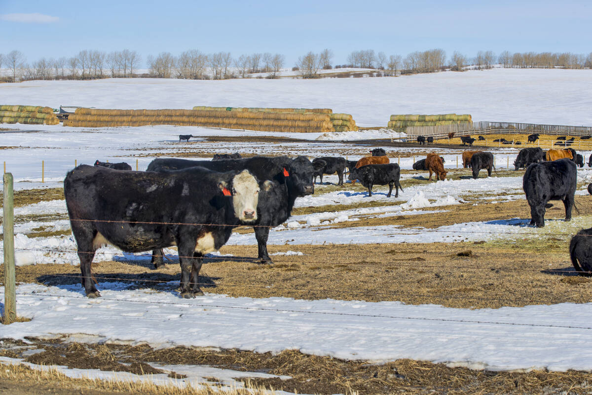 A herd of beef cattle. Taken in Calgary, Alberta.