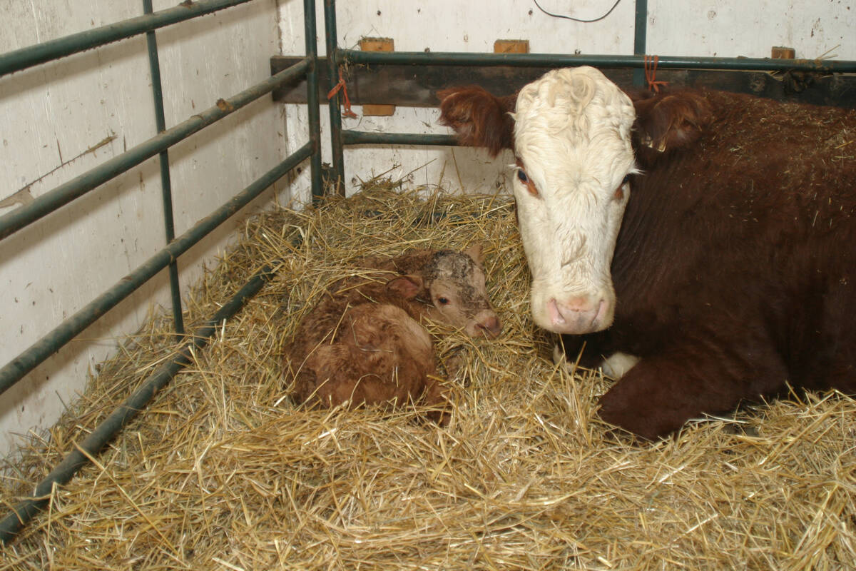 newborn calf