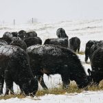 Preliminary results from a winter feeding trial at Lakeland College show that the overall feed quality of a forage blend in a swath grazing program is better than just oats. | File photo