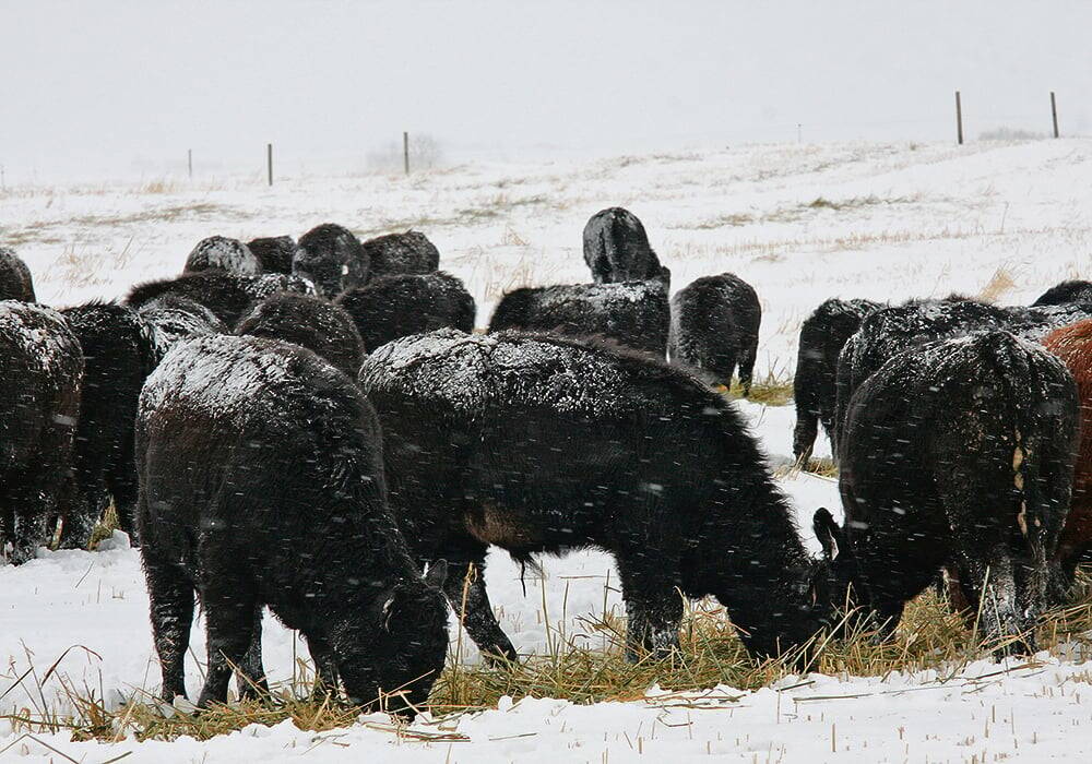 Preliminary results from a winter feeding trial at Lakeland College show that the overall feed quality of a forage blend in a swath grazing program is better than just oats. | File photo