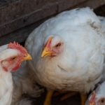 In the latter half of 2025, 5.6 per cent more more chicks were placed for broiler production than in the same period in 2024. Photo: Getty Images Plus
