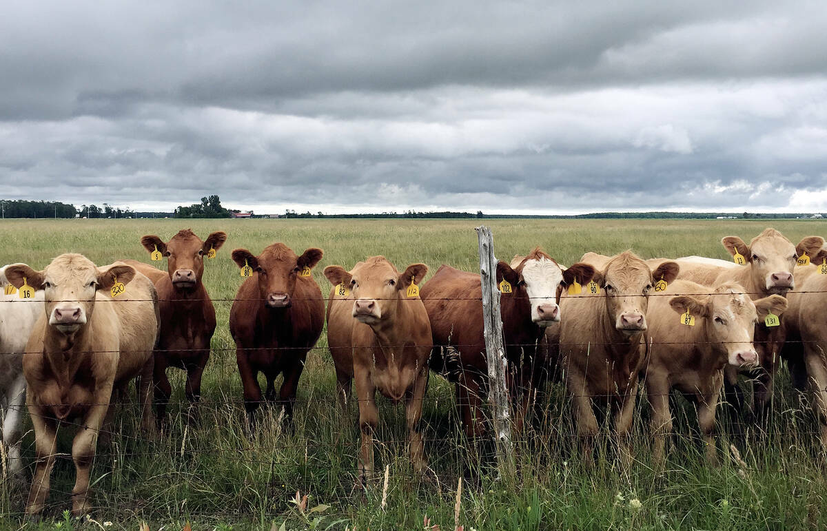 Curious cattle line the fence under a threatening sky in the Grey-Bruce area. Photo: Diana Martin
