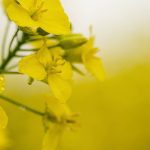China’s Ministry of Commerce said on Saturday that its probe determined that imported canola from Canada involved dumping and harmed China’s domestic rapeseed industry, however it still proceeded to lower tariffs. Photo: Getty Images Plus
