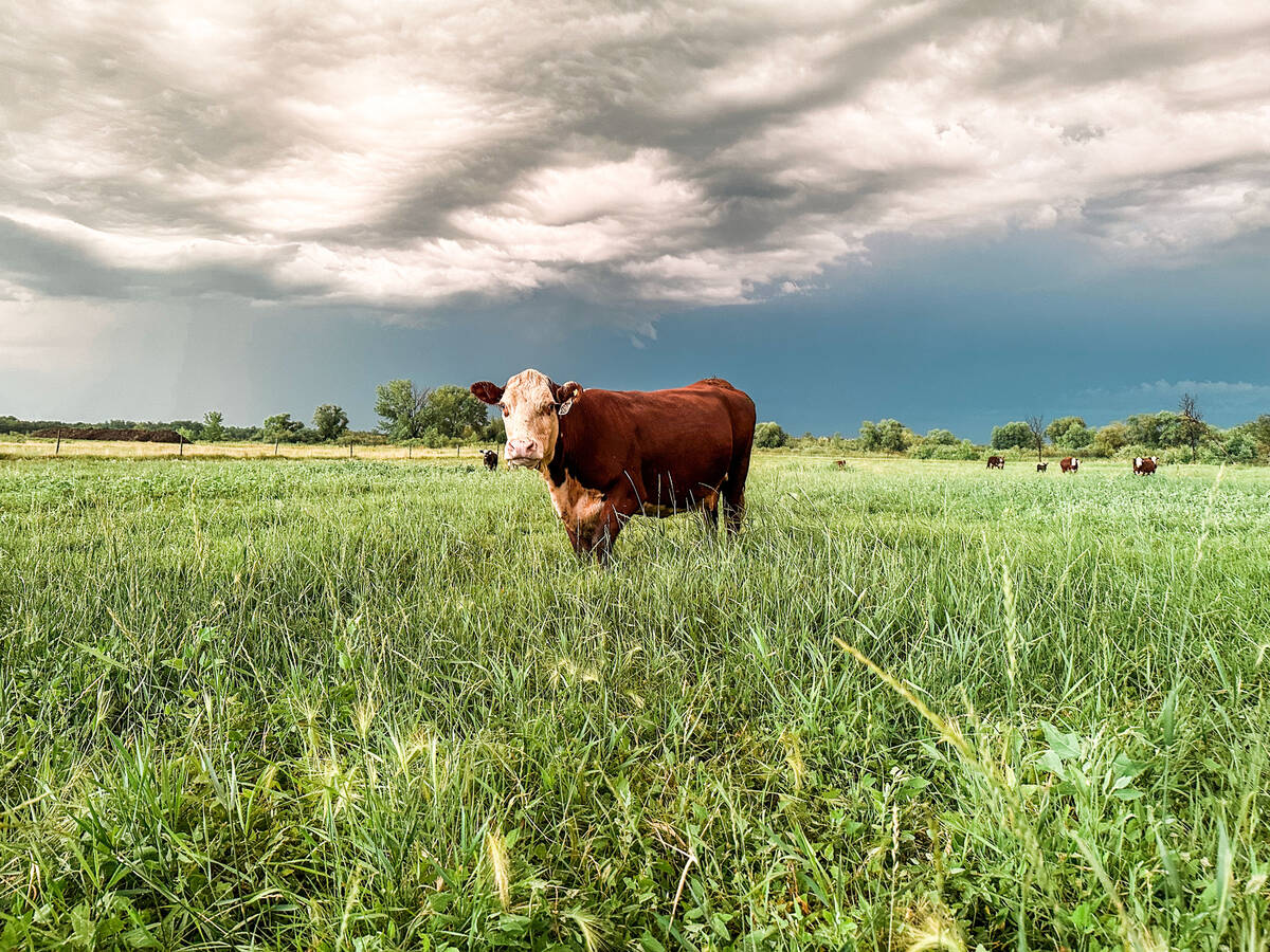 Manitoba&rsquo;s beef producer organization hopes to see a &ldquo;settled and consistent&rdquo; plan on Crown lands. Photo: Faye Fossay/iStock/Getty Images
