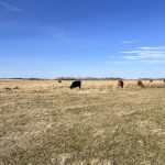 cattle grazing in pasture with calves nearby. Photo: Janelle Rudolph
