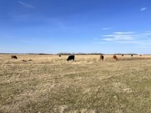 cattle grazing in pasture with calves nearby. Photo: Janelle Rudolph