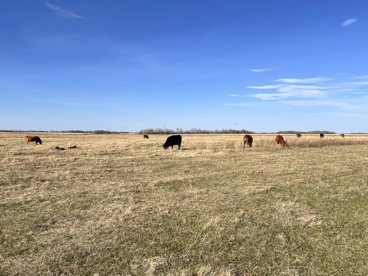 cattle grazing in pasture with calves nearby. Photo: Janelle Rudolph