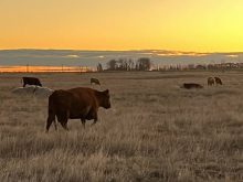 cows grazing in a pasture at sunrise