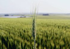 Egypt is one of the world&rsquo;s largest wheat importers and the USDA attache in Cairo projected imports to be steady while production bumps up in 2026/27.  |  File photo
