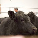 Cattle are sold at the Gladstone Auction Mart in Gladstone, Man., on Oct. 28, 2025. Feeder cattle futures surged Monday as falling corn prices signalled cheaper feed costs ahead of Friday’s USDA Cattle on Feed report. Photo: file
