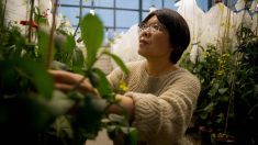 A glasshouse is a facility that enables researchers to develop experimental climates. BASF&rsquo;s will be designed to support future canola hybrid breeding programs. Photo: Supplied
