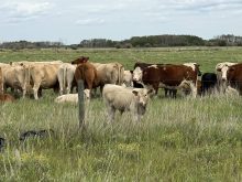 Cattle grazing in a pasture on August 10, 2025. Photo: File