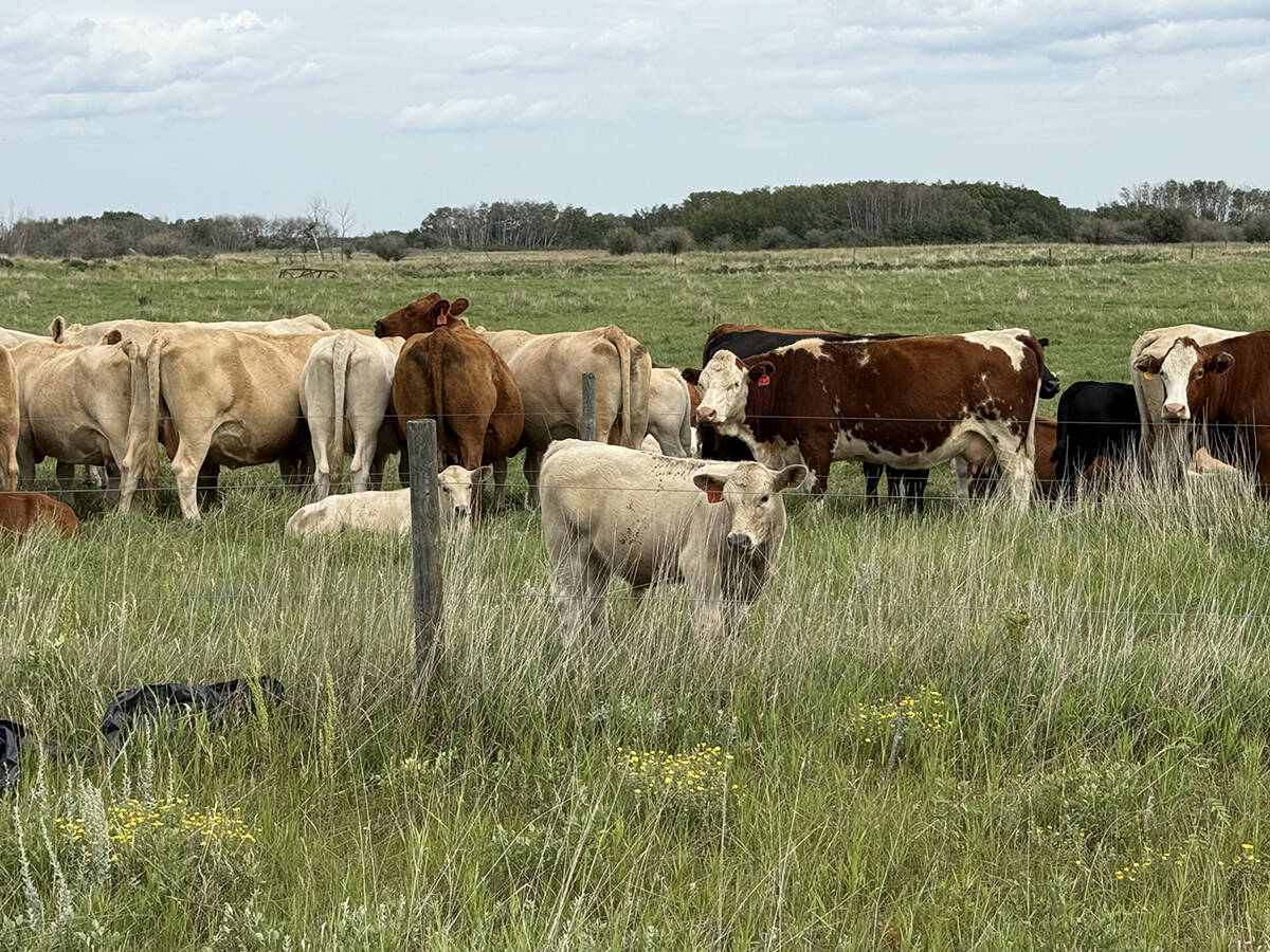 Cattle grazing in a pasture on August 10, 2025. Photo: File