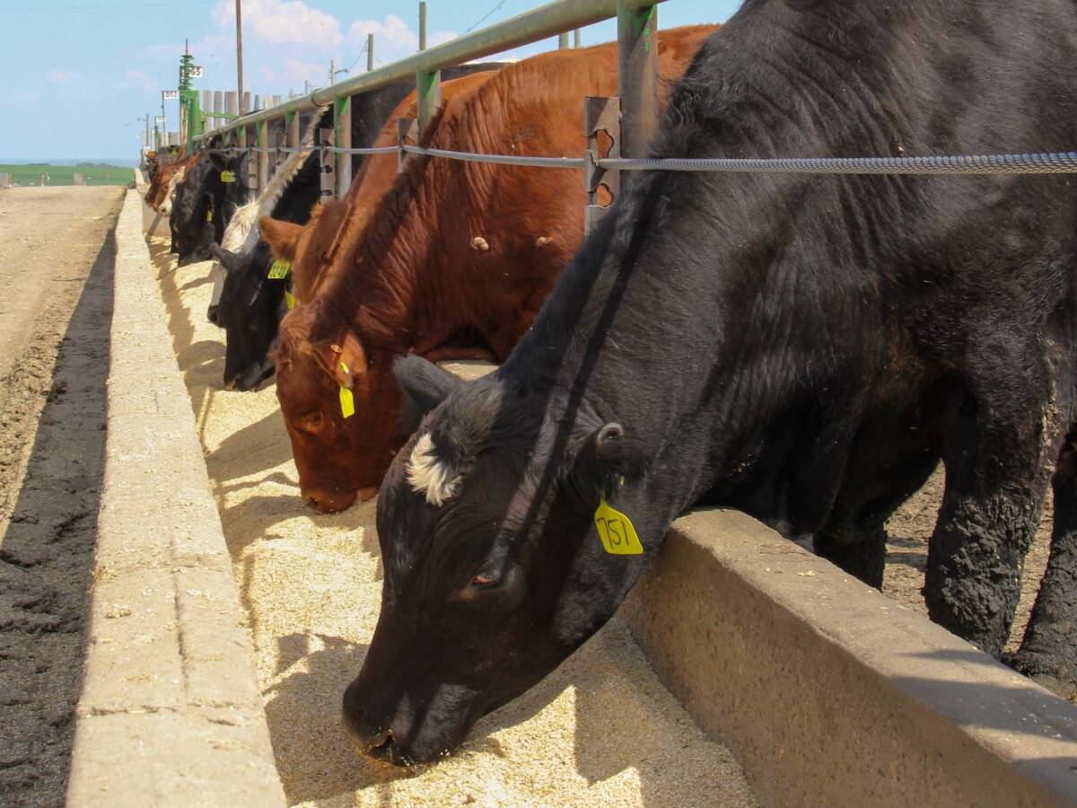 Cattle at Cattleland Feedyards near Strathmore, Alberta in June 2023. PHOTO: GERALYN WICHERS