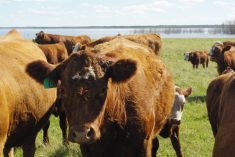 Brown cattle in a green pasture with an Ori AI ear tag visible, photographed by Lisa Guenther.