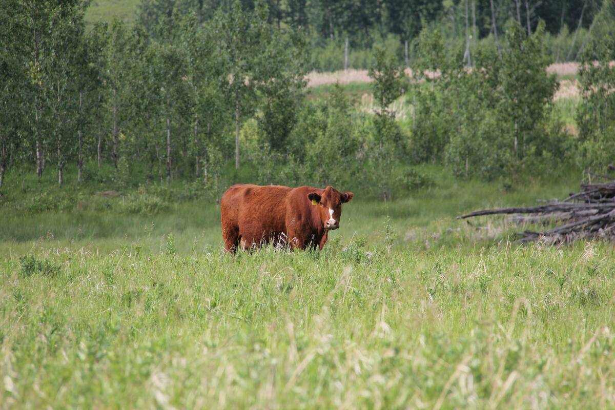 A lone brown beef cow standing in a lush green pasture, representing the current state of the U.S. cattle inventory and herd rebuilding efforts. Photo: Melissa Jeffers-Bezan