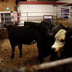 Analysts said despite the pressures on the business, the results from JBS’ North American beef division were better than expected, including the year-over-year margin compression. Photo: File
