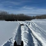 Lisa Guenther checking cattle. Photo: Lisa Guenther