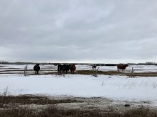 Cattle in a pasture near Warren, Man. Industry backlash halts traceability changes. Photo: Greg Berg