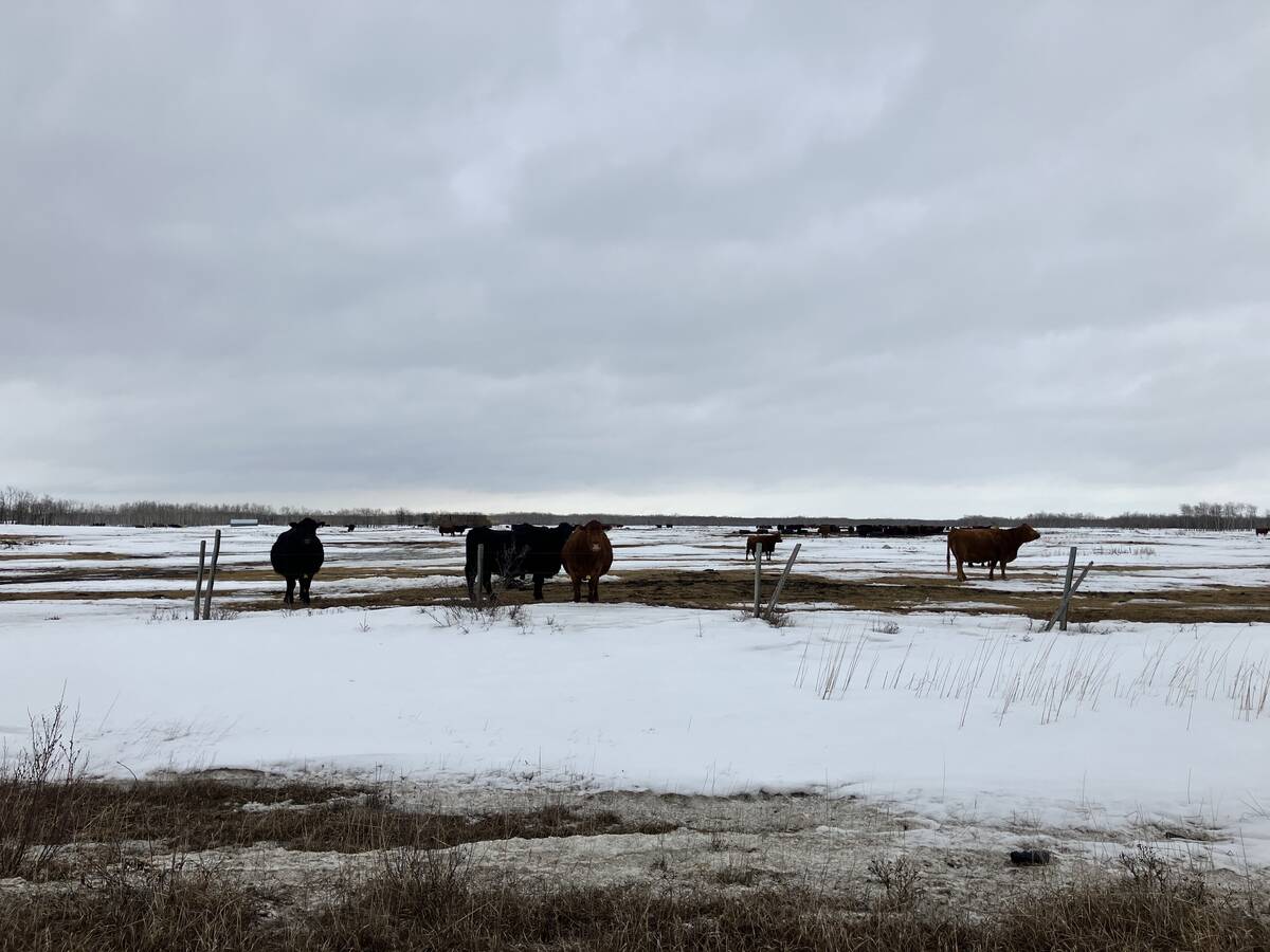 Cattle in a pasture near Warren, Man. Industry backlash halts traceability changes. Photo: Greg Berg