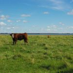Plan grazing season by reviewing past performance, assessing forage and resources and building a flexible, recovery-focused plan.