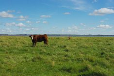 Plan grazing season by reviewing past performance, assessing forage and resources and building a flexible, recovery-focused plan.