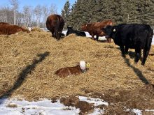 Calf sitting in a bed of straw. Photo: Melissa Jeffers-Bezan