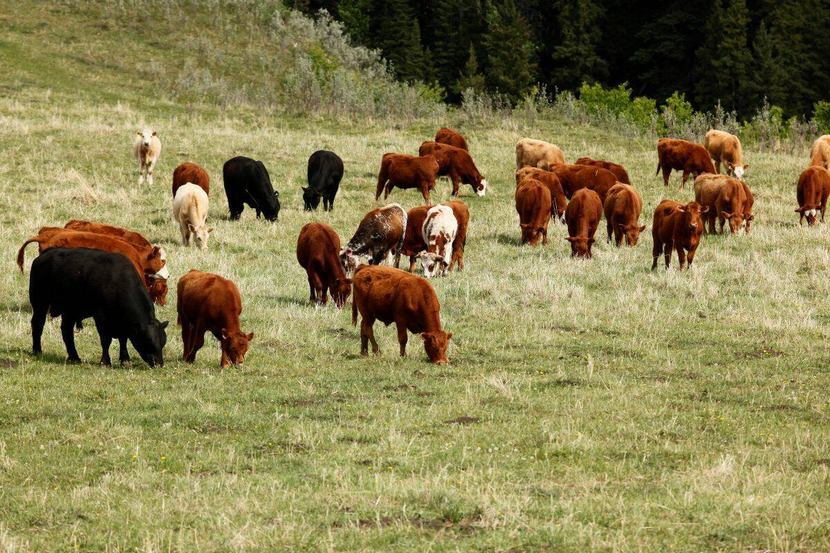 A mixed herd of beef cattle grazing on rolling green pasture with trees in the background, illustrating the context for multi-species forage research in Western Canadian beef production. Photo: Canada Beef