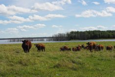 A herd of red and brown beef cattle on green pasture near a body of water, representing the broader herd health context for laboratory diagnostics in beef production. Photo: Lisa Guenther.