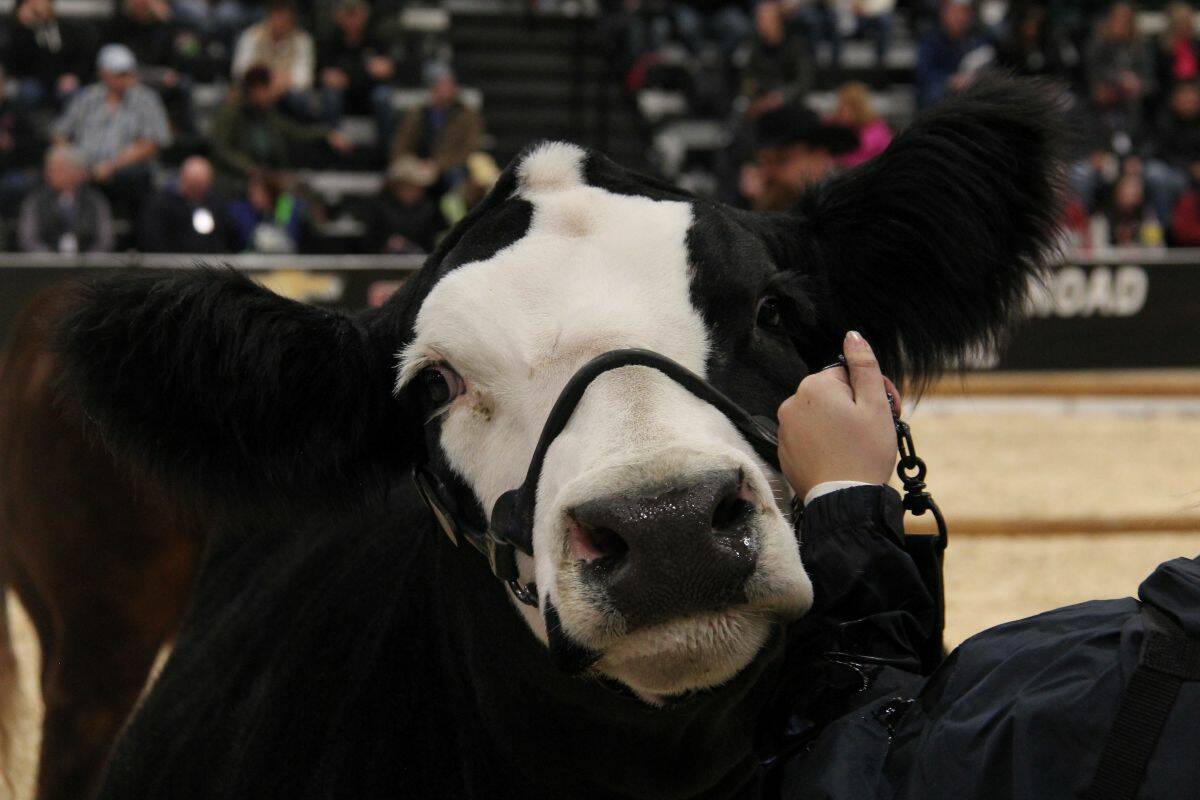 A black and white show cow being handled in an arena, with spectators visible in the background. Photo: Melissa Jeffers-Bezan.