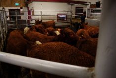 The Canadian Cattle Association says it still supports traceability for disease preparedness, market access and trust in the beef sector. Photo: Greg Berg
