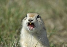 Gophers such as this one in southern Saskatchewan may again be poisoned with strychnine under a new emergency-use permission. Photo: 4loops/iStock/Getty Images
