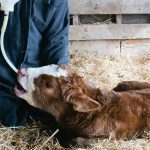 CALVING 2026: Keep those newborn beef calves healthy