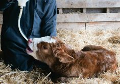 Newborn calf getting supplemented with colostrum.  Photo: File.