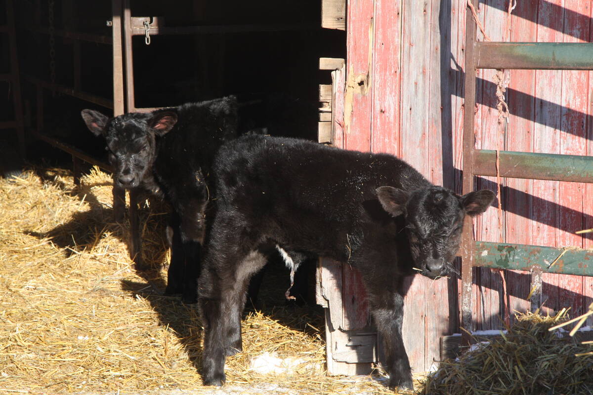 Extra care in the days after calving can set that calf up for success later on. Photo: Karen Briere