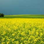 While the bulk of Japan’s canola imports come from Canada, the supplier’s share has dropped from about 96 per cent of Japan’s imports to around 83 per cent. Australia has remained a major source of canola for Japan.
Photo: Canola Council of Canada
