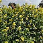 Mustard has been a lifeline for farms in areas where canola routinely fails to grow. BASF’s InVigor Gold GMO mustard hybrid could open those same acres to canola-like oil production — or contaminate the traditional crop. Photo: Greg Berg
