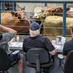 For the week ending April 4, Western Canadian feeder cattle prices were quite variable. Photo: Geralyn Wichers
