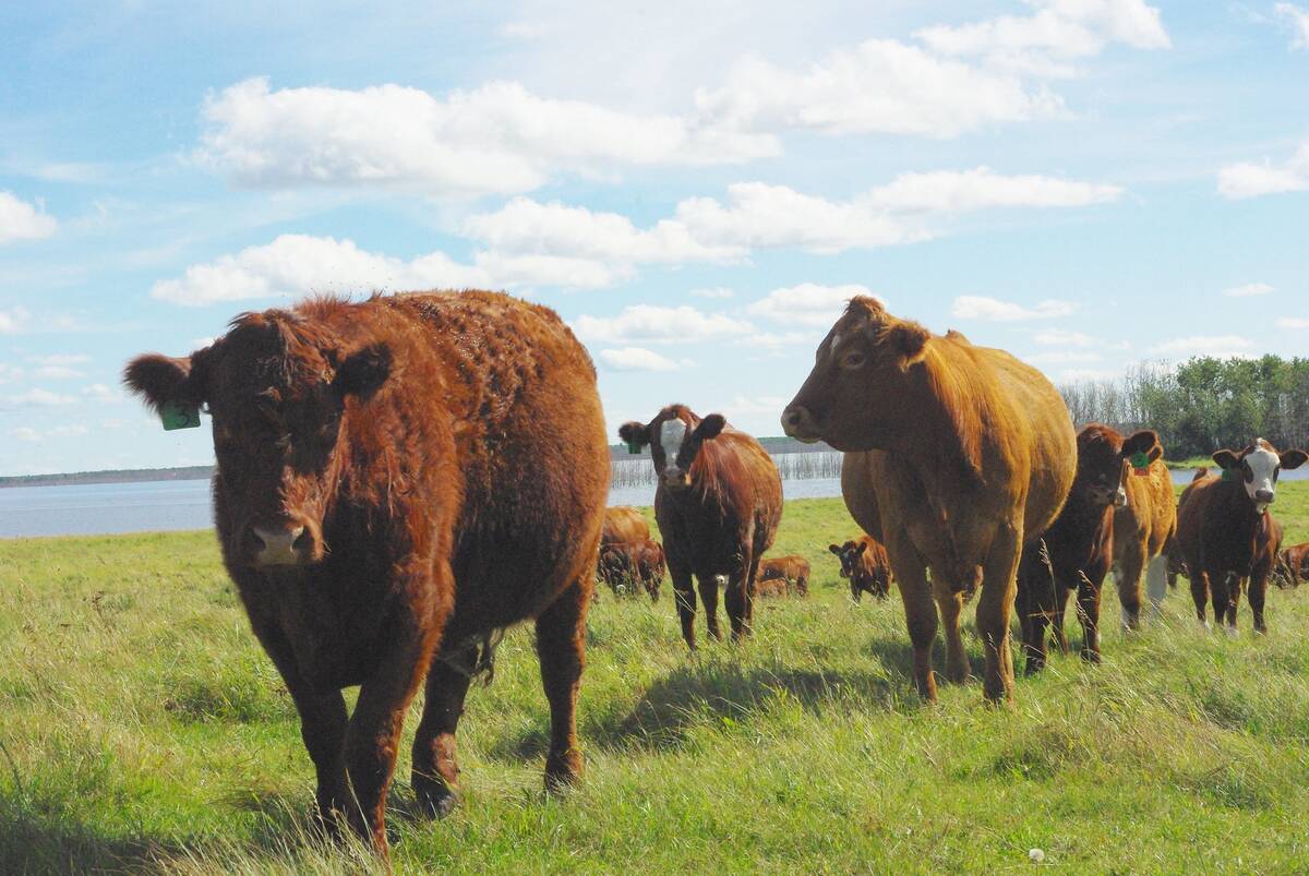 Red and brown beef cattle grazing on green pasture with a water body in the background, illustrating the scope of liver abscesses in cattle across North American herds. Photo: file