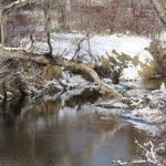 Spring is trying to arrive, but we just can’t seem to completely shake winter’s grip. Photo: Geralyn Wichers
