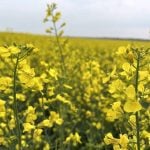 May canola settled at C$704.90 per tonne on April 8, falling out of the sideways trading range it had held for the previous three weeks. Photo: Zak McLachlan

