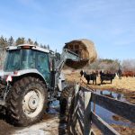 A tractor lifts a round hay bale over a fence to feed cattle on a family-based operation, illustrating the unpaid labour that can mask the true cost of production on cow-calf farms. Photo: Melissa Jeffers-Bezan