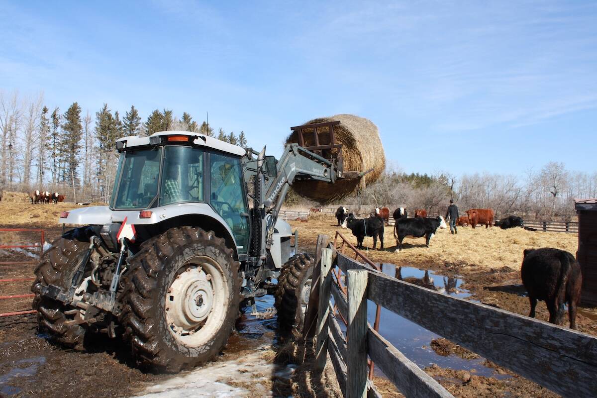 A tractor lifts a round hay bale over a fence to feed cattle on a family-based operation, illustrating the unpaid labour that can mask the true cost of production on cow-calf farms. Photo: Melissa Jeffers-Bezan