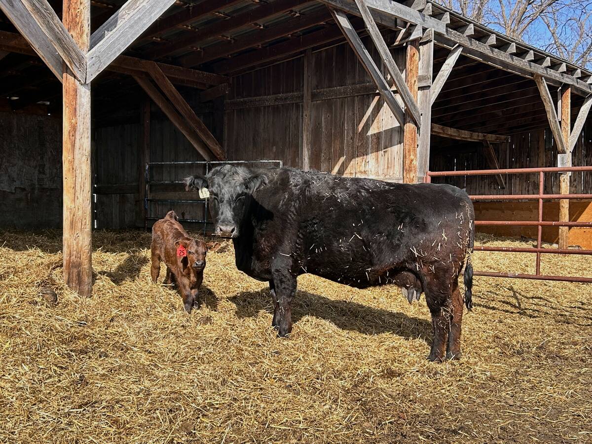 A black cow stands with her newborn calf in a straw-bedded calving area, where clinical trials testing vaccine strategies in commercial conditions are rare but invaluable for producers managing BRD. Photo: Janelle Rudolph