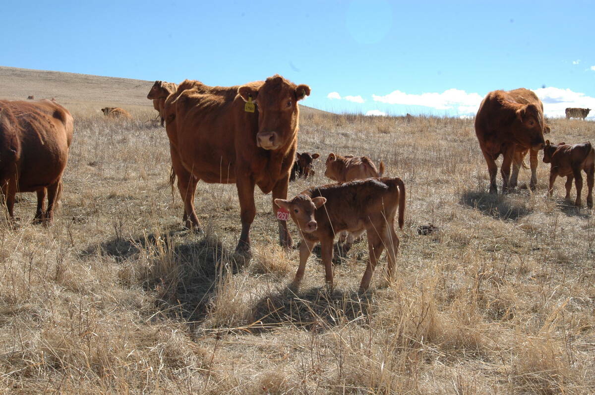 Red beef cows and nursing calves on dry rangeland, illustrating that bovine respiratory disease is not just a feedlot issue but also affects young calves on cow-calf operations. Photo: file