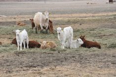 Cows and young calves rest in a pasture, representing the pre-weaned age class where bovine respiratory disease is the most common cause of death after three weeks of age. Photo: file