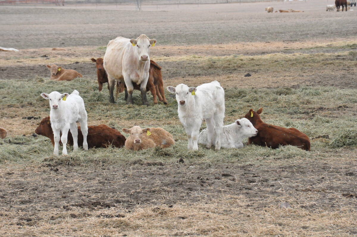 Cows and young calves rest in a pasture, representing the pre-weaned age class where bovine respiratory disease is the most common cause of death after three weeks of age. Photo: file