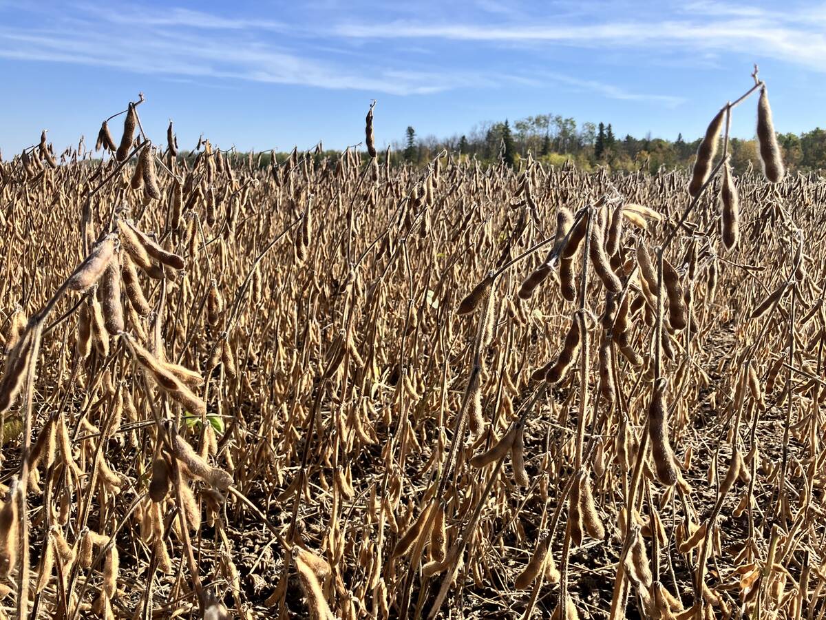 The USDA attaché estimated harvested area in 2026-27 is to increase to 17.1 million hectares from 15.9 million, as more marginal land will be seeded with soybeans. Photo: Greg Berg
