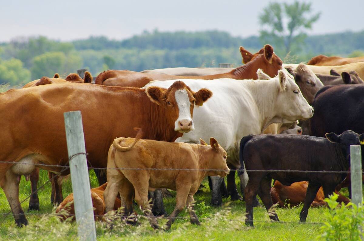 Mixed-colour beef cows and calves gathered near a wire fence on green pasture. Bovine tuberculosis is a contagious bacterial disease of cattle and some wild animals. Photo: Alexis Stockford