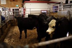 Black and crossbred cattle penned at the Gladstone Auction Mart in Gladstone, Man., where traceability regulations require reporting of arrivals and departures. Photo: Greg Berg